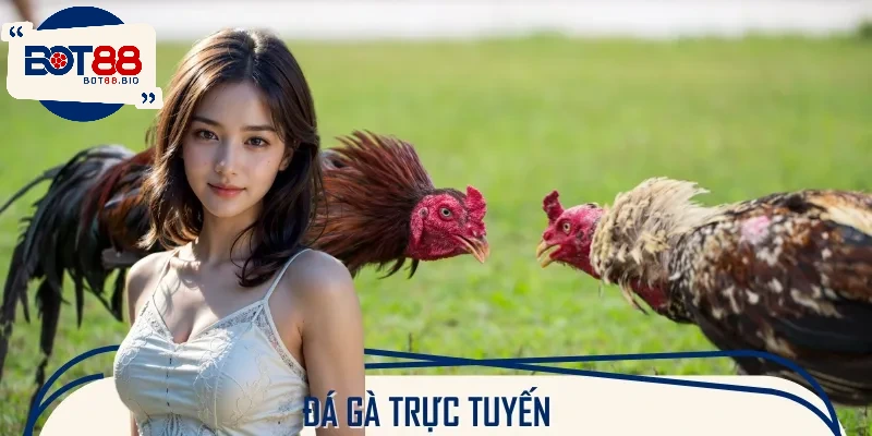 Người xem có thể theo dõi các trận đá gà kịch tính và cược trực tiếp dễ dàng